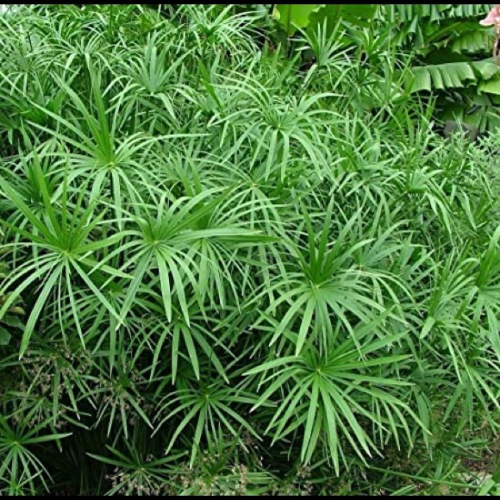 Umbrella Tropical Palm Plant,  landscape & Ponds